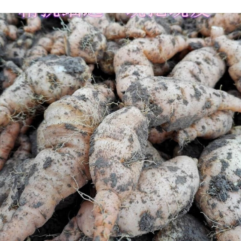 新鲜地黄地髓百合怀熟生地黄种子河南焦作可榨汁药食同源 500g偏小装