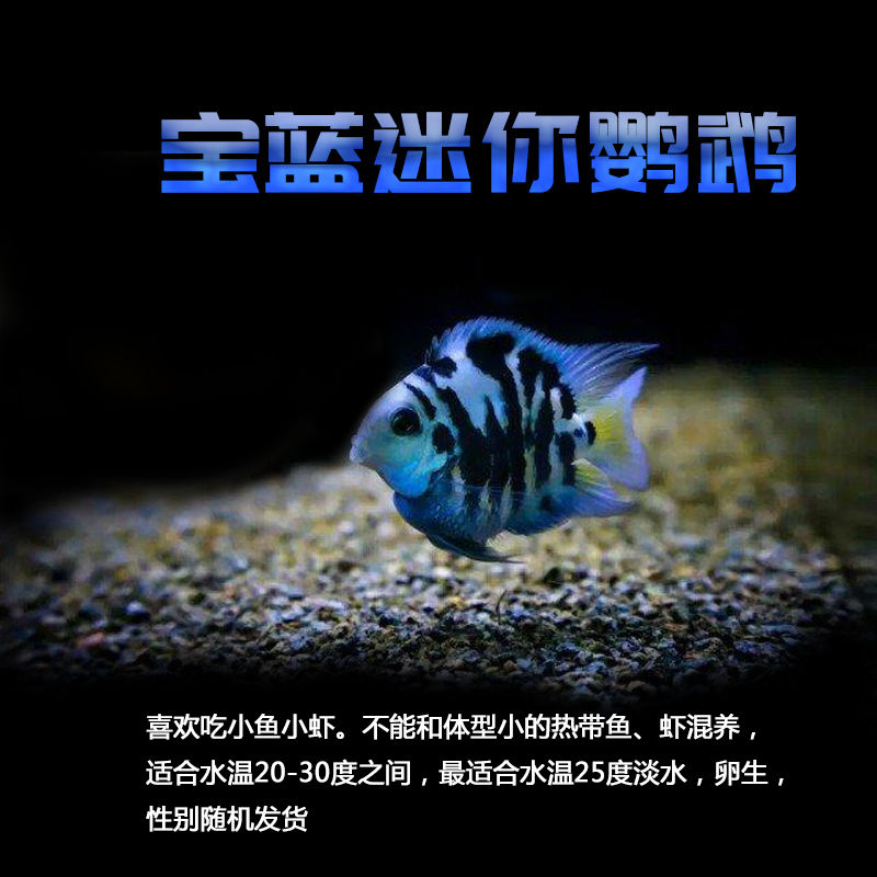 【京選推薦】小型熱帶魚觀賞魚燈科魚天使魚鸚鵡魚紅藍熒光斑馬神仙魚