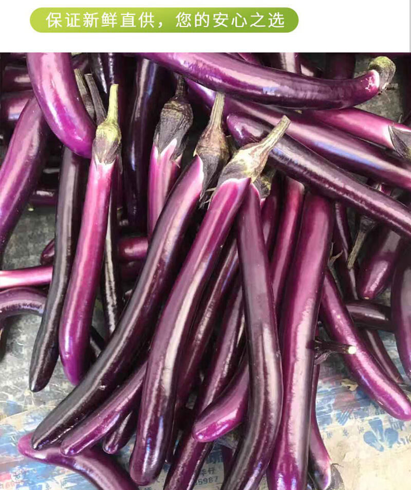新鲜蔬菜细茄子福建漳州产地直销新鲜茄子鲜嫩红线茄细茄子5斤精选