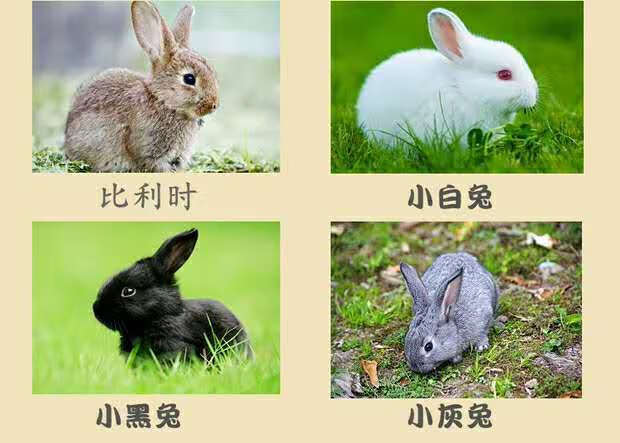 兔子的特点生活图片