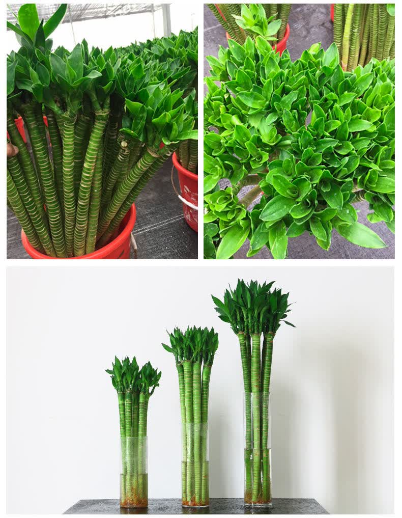 转运龙竹水培室内植物开运富贵竹荷花竹桌面客厅带根盆栽水养 65cm