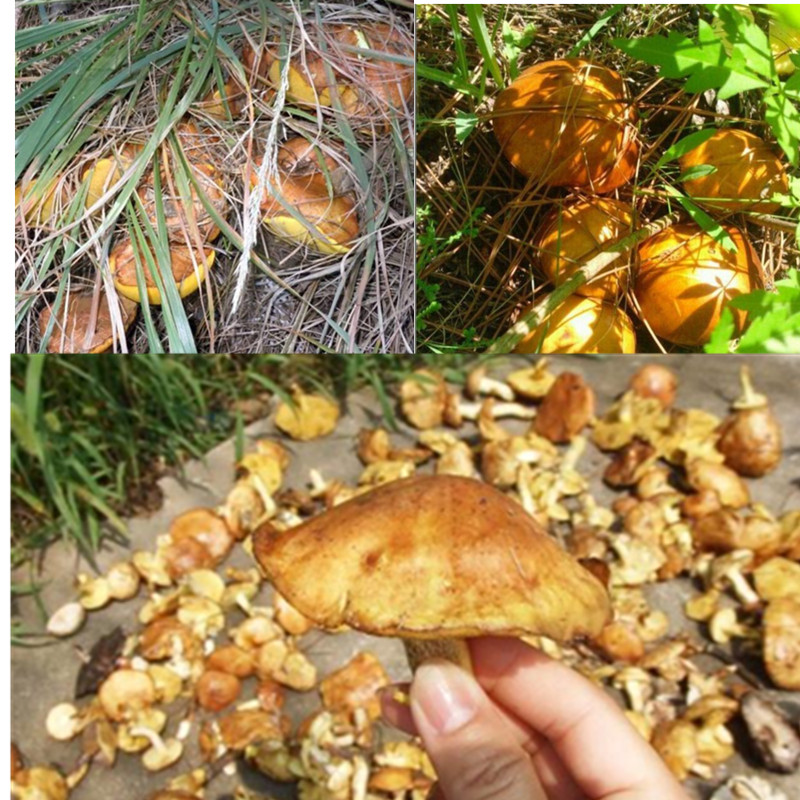 5折山东特产泰山野生新鲜松蘑蘑菇小香菇干货松菇莪子松莪子剪根500g