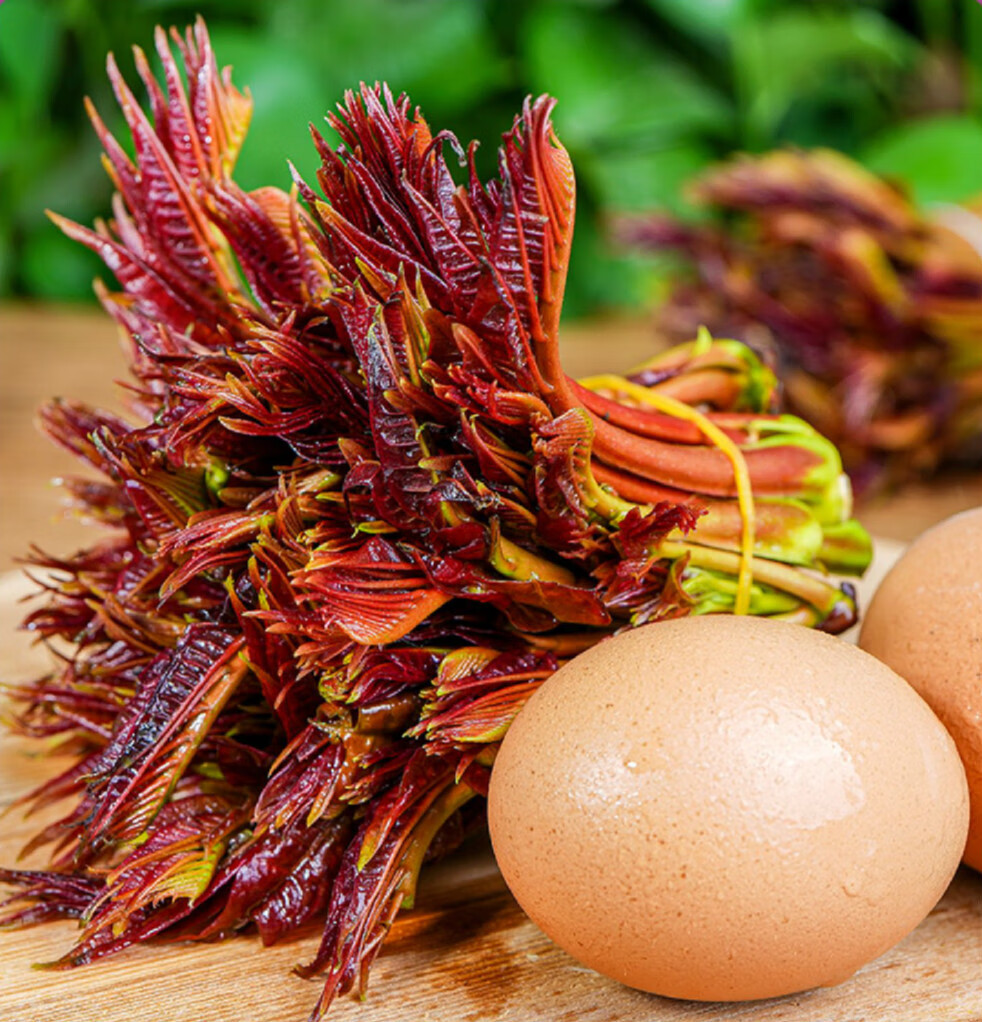 四川香椿芽新鲜头茬红油香椿芽当季野生蔬菜露天香椿1500g