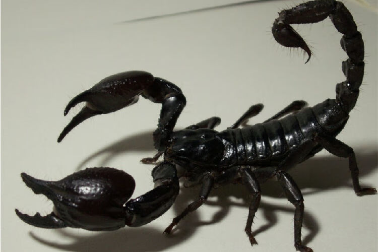 荣郁 亚洲雨林蝎大号爬宠蝎子成体活体大黑蝎子温顺可上手送套餐 16-1