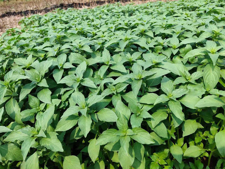 河南荆芥菜苗新鲜食用500克青菜蔬菜嫩茎芥荆菜现摘现发农家特产带根1