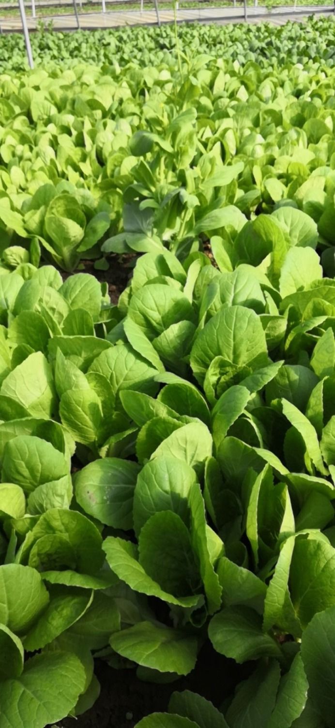 现挖鲜嫩新鲜鲜嫩小白菜蔬菜小青菜青菜四季脆甜青菜 寒冷地区请一定