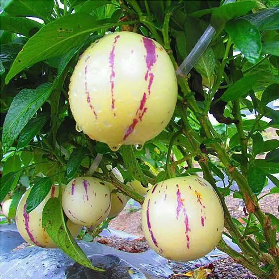 人参果苗带花带果盆栽人参果水果树苗可食用观赏阳台盆栽种植花苗带花