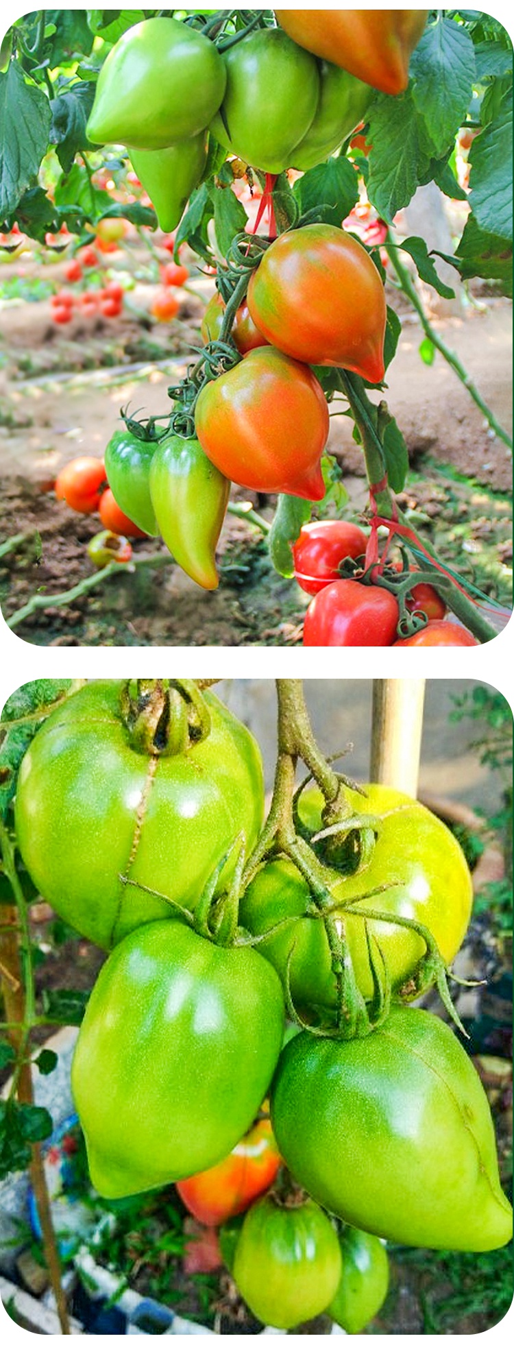 黎昕超甜芒果蜜番茄种子沙瓤水果大西红柿种籽四季盆栽蔬菜孑苗秧春季