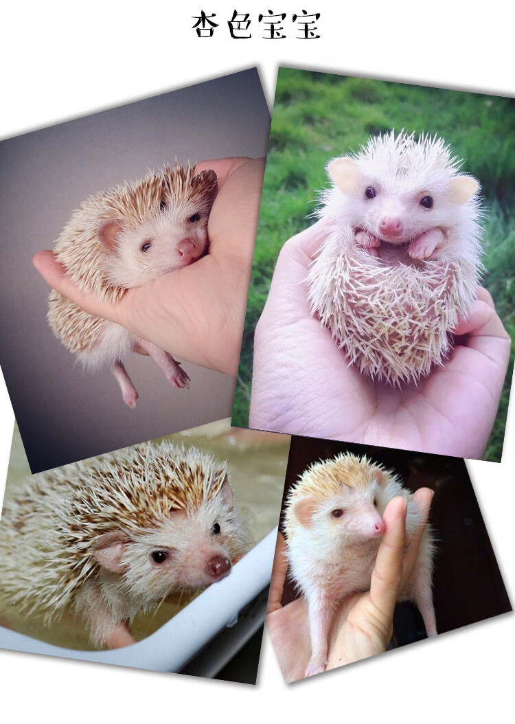 oimg非洲迷你刺猬活物自家繁殖纯种无虫打过疫苗种活体幼崽 杏色公(40