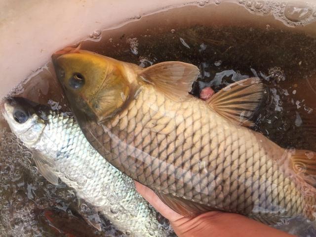 lism河源东江鲤鱼河鱼河鲜鲤新鲜营月子煲汤3斤江河鱼