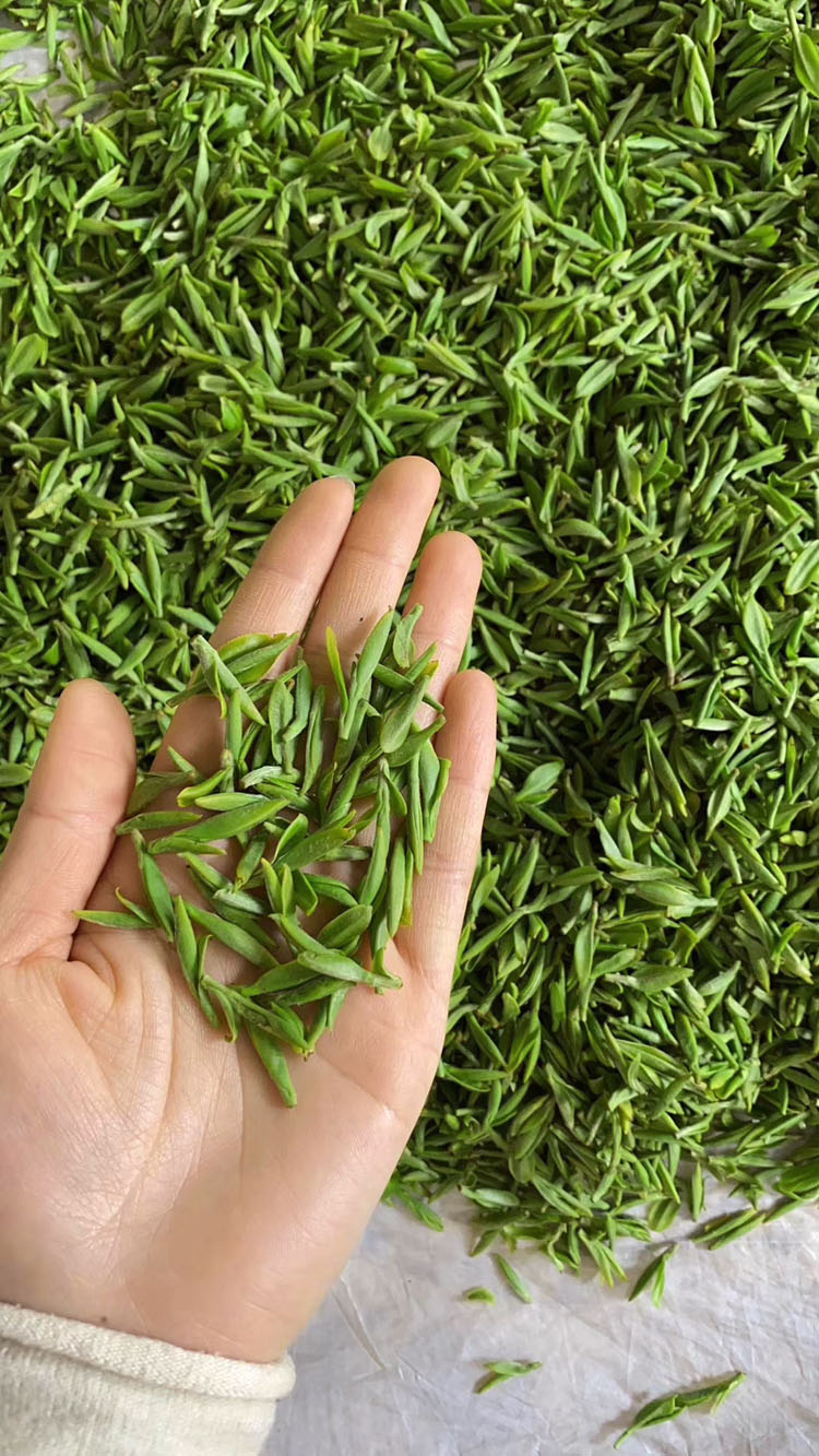 预售2022新茶明前茶开园头采长兴核心产区顾渚紫笋茶贡品高山绿茶