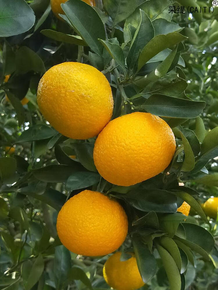 庆元甜桔柚浙江桔柚甜橘柚新鲜水果橘桔子小柚特级果10斤