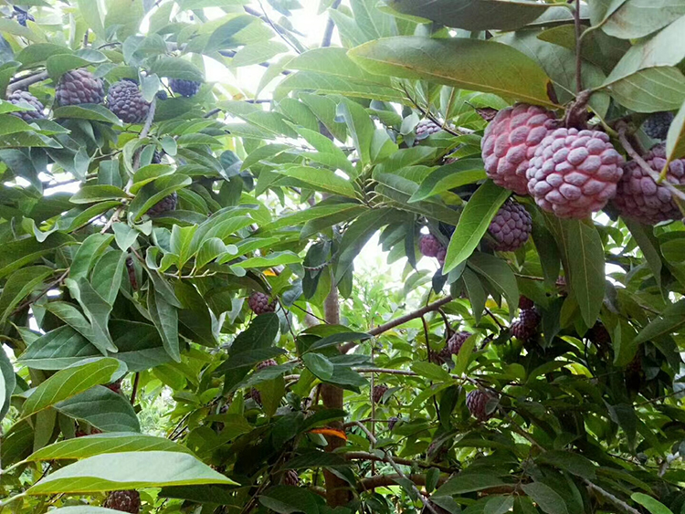 【顺丰】海南玫瑰释迦果 当季现摘发紫色果新鲜水果番荔枝牛奶凤梨