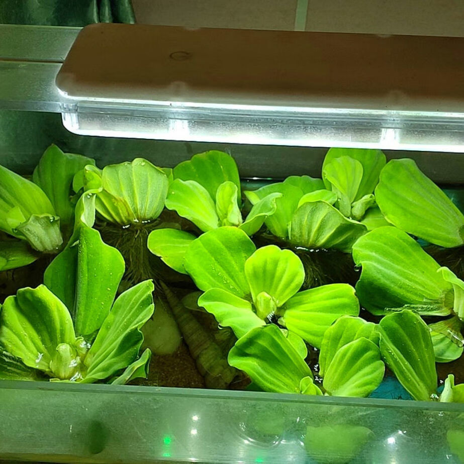 水芙蓉苗水白菜水草水培植物水生植物池塘鱼缸造景养殖净化水质 水