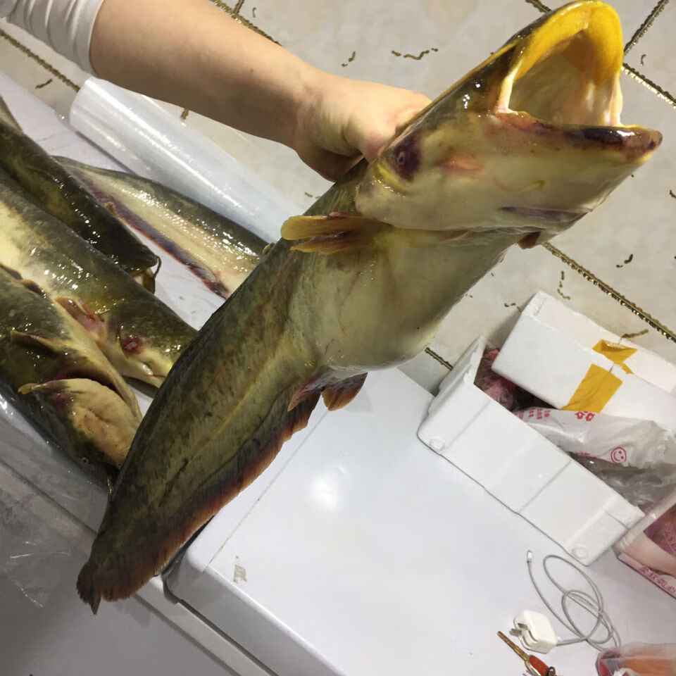 lism正宗东北松花江鲜活大鲶鱼活体真空速冻发一份4斤 7斤顺丰【图片