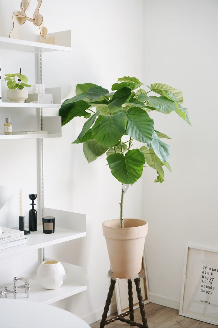 大型爱心榕 ins风爱心大叶片落地观叶植物清新家居盆栽 xl爱心榕