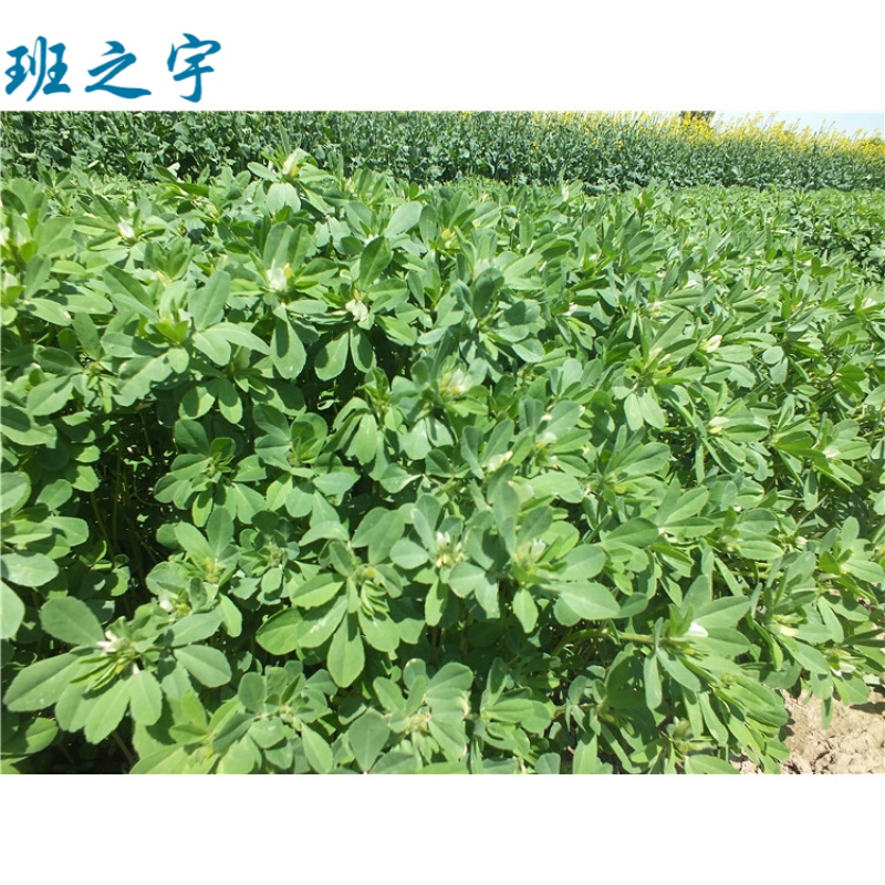 青海甘肃香豆粉蒸馍调料红曲粉香豆子粉蒸花卷用苦豆粉姜黄粉胡麻