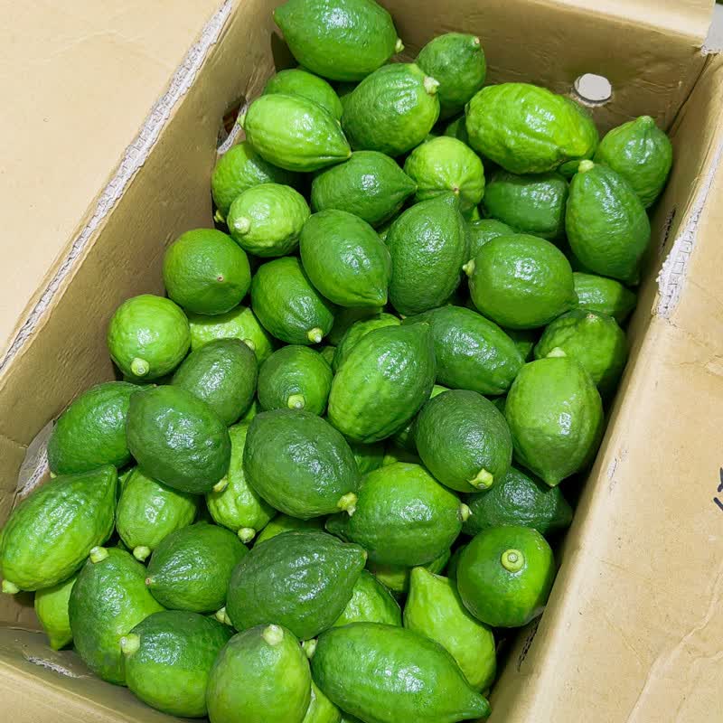 现货广东香水柠檬无籽奶茶店用四季苦瓜皮现摘一级青绿50斤4060g