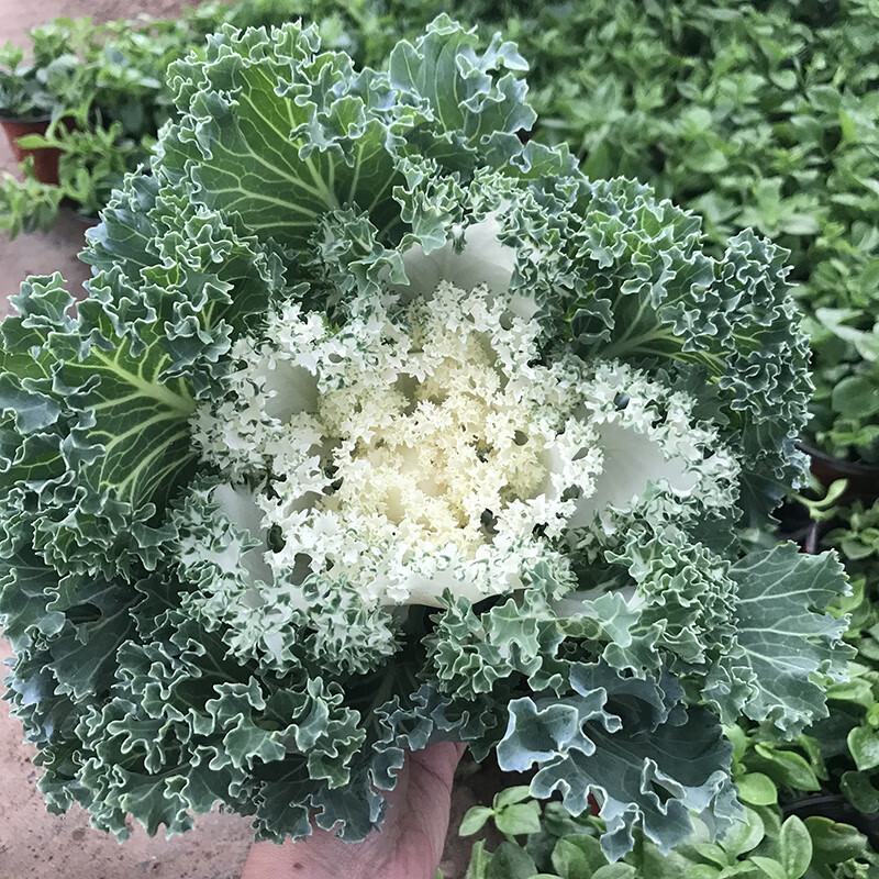 羽衣甘藍盆栽花苗觀葉植物冬季觀賞綠植盆栽耐寒室內陽臺庭院花卉