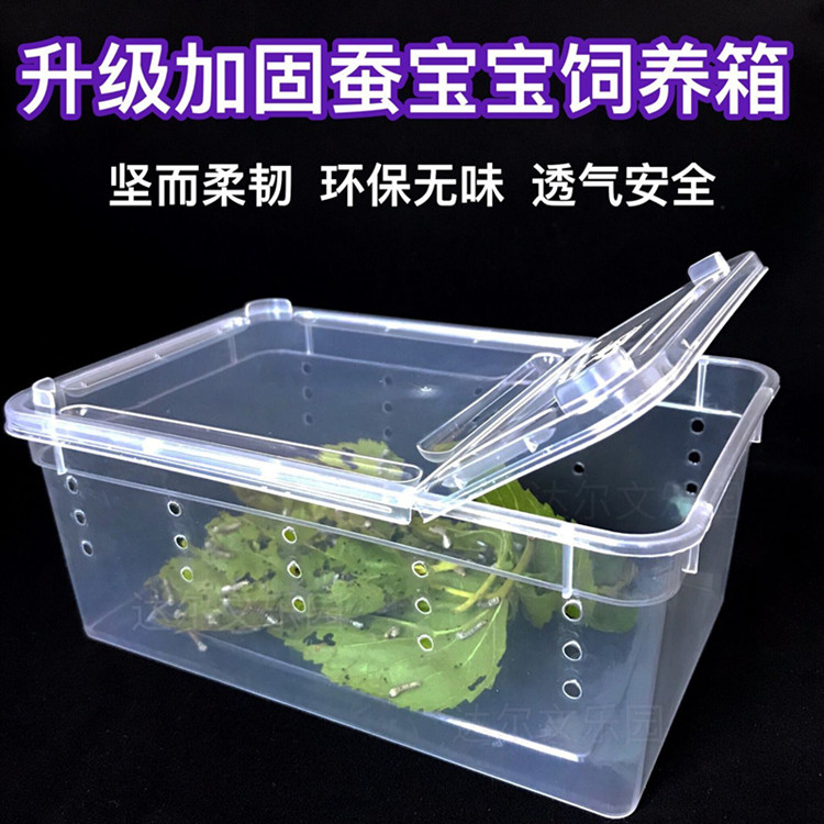 养蚕的盒子七彩蚕宝宝夫人学生养蚕套装卵活体鹅毛孵化盒放大镜小学生