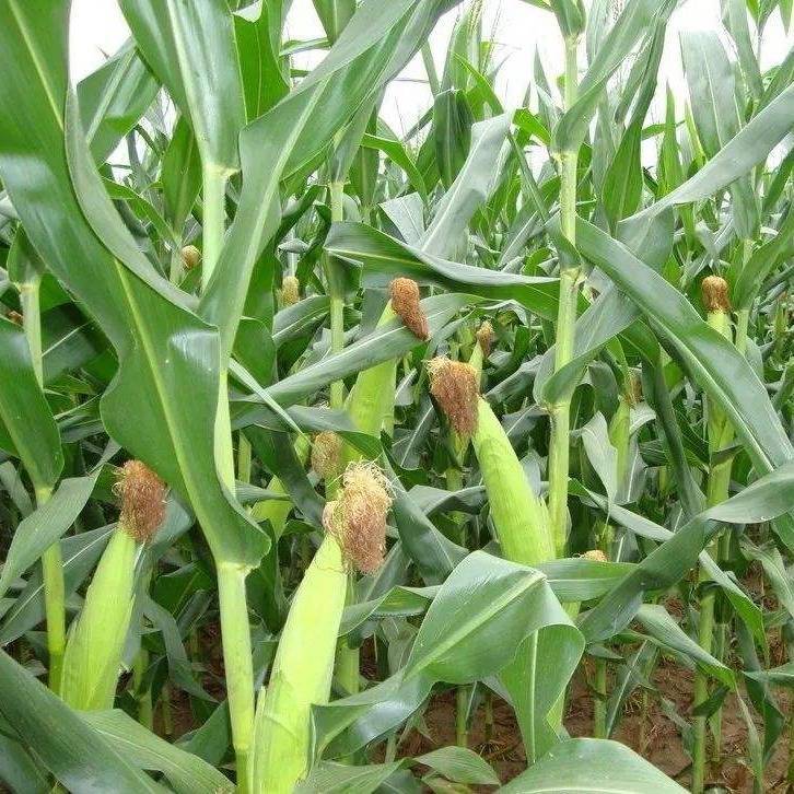 贵州特产农家纯白包谷面玉米面粉现磨棒子面本地包谷中细特细可选 1斤