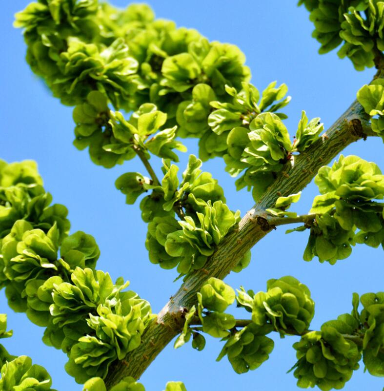 春光岛顺丰发货中榆钱新鲜现摘榆钱儿榆钱子余钱子蔬菜钱串3斤