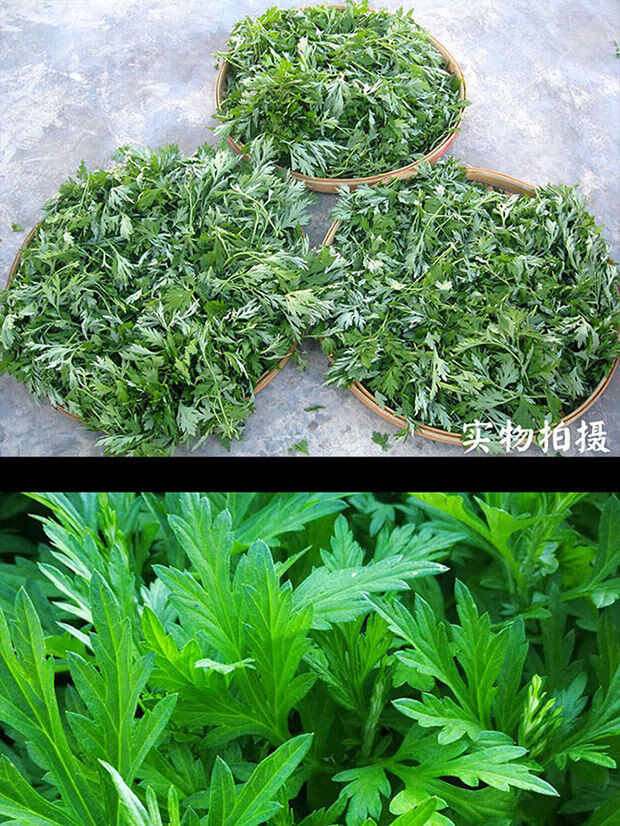 新鲜食用艾草叶野菜青团糍粑清明果嫩艾叶艾蒿艾米果现摘干艾草带梗含