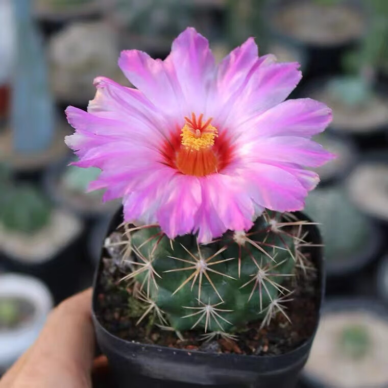 仙人球大统领37-实生大统领仙人球一物一拍,加购物车满28自动,直径3