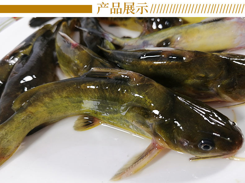 黄骨鱼黄刺汪丫黄颡昂刺鱼黄辣丁昂公嘎鱼新鲜鲜活 野生黄骨鱼3斤