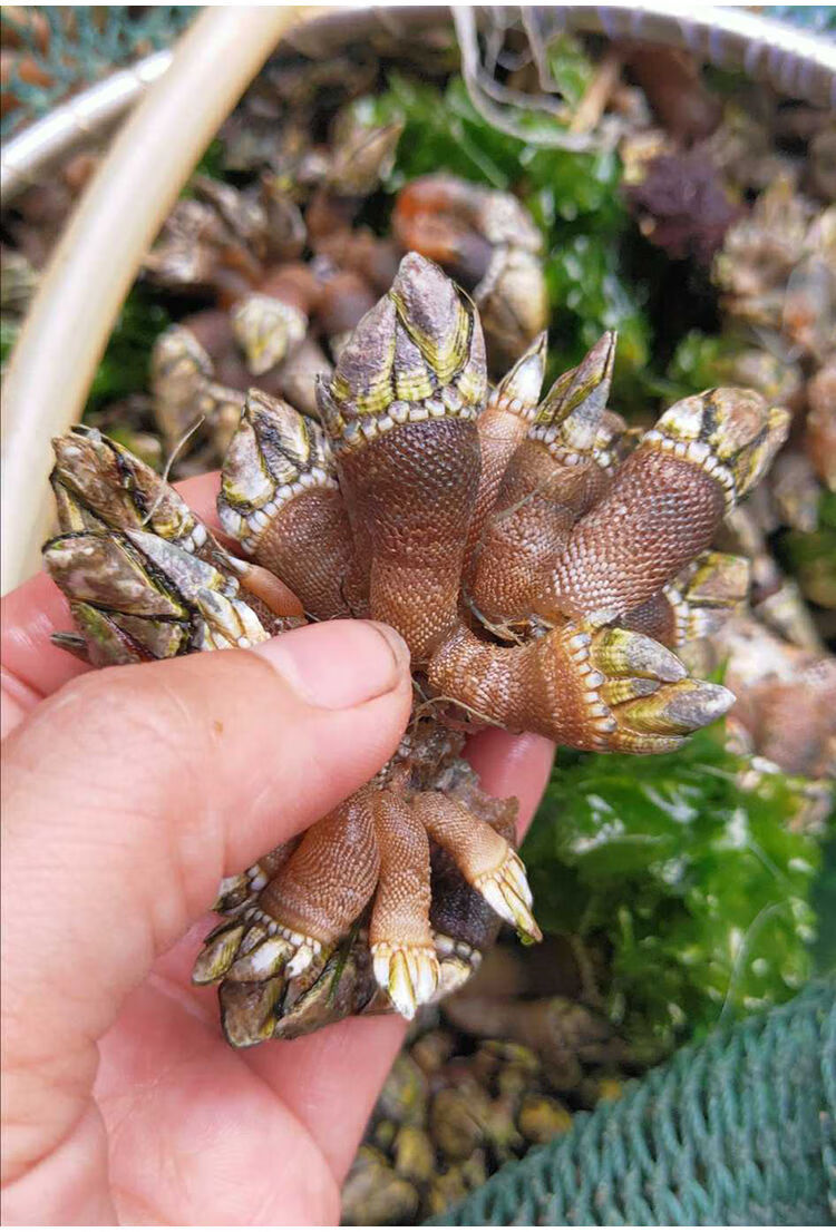 海鲜佛手螺鲜活鹅颈藤壶龟足海鲜狗爪螺鬼爪螺海鸡脚螺250gs号半斤250