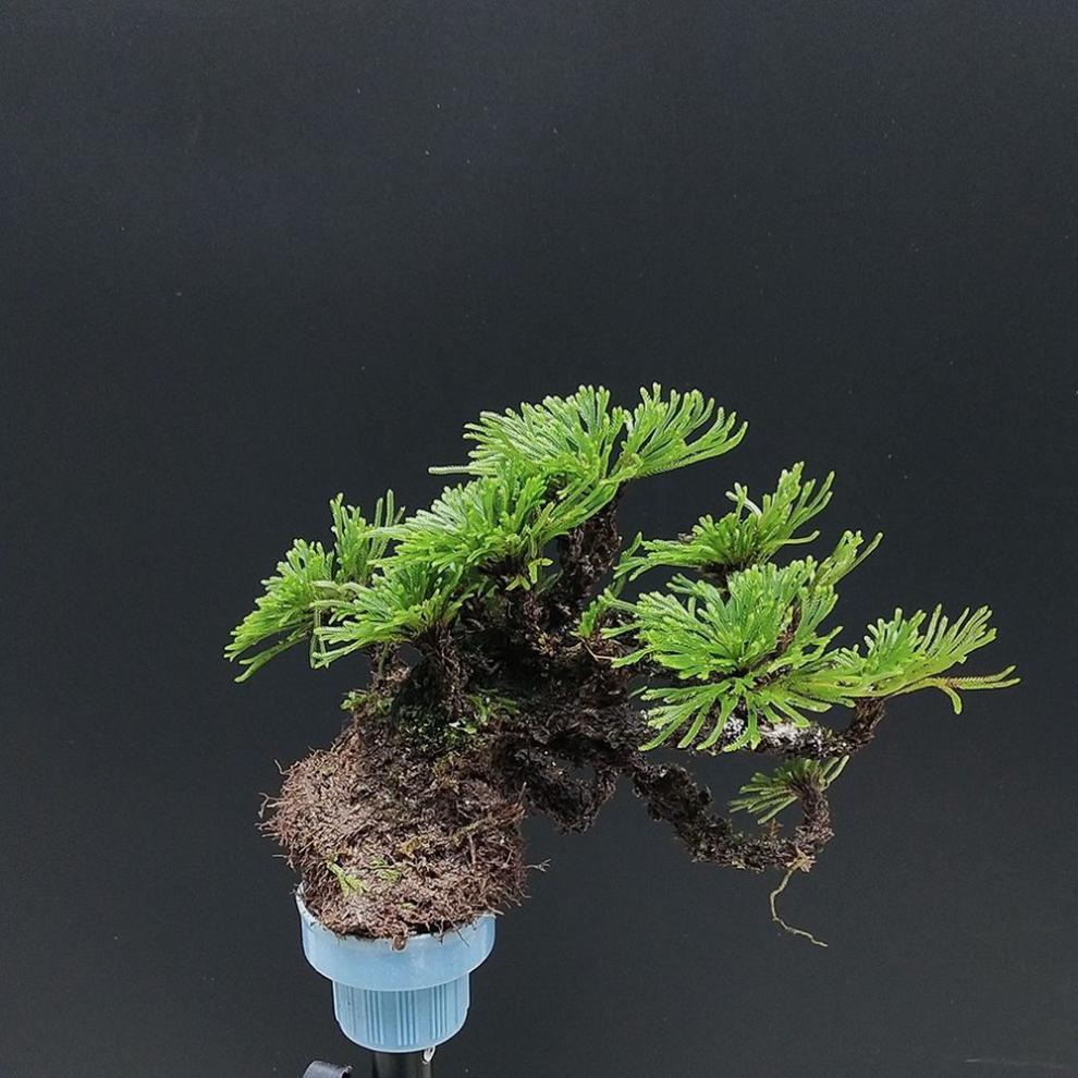 盆景野生还魂草花卉卷柏九死还魂草微型绿植新鲜竹筒创意盆栽 2棵精品