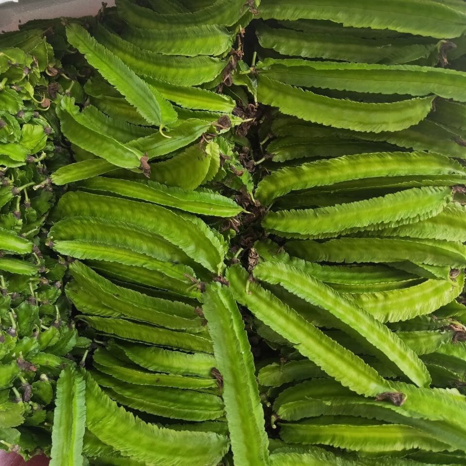 新鲜四角豆1斤海南三亚特产四棱豆杨桃龙豆皇帝豆空运3斤装泡沫箱防冻