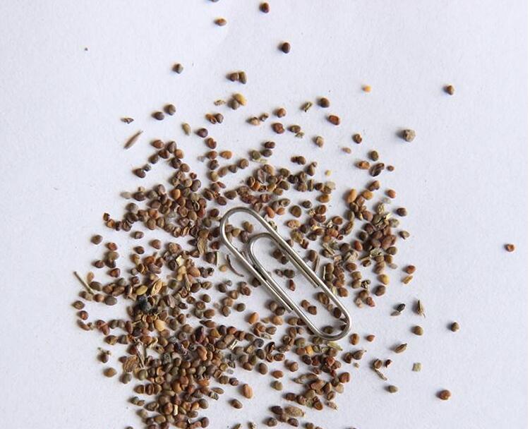 沙打旺种子 多年生牧草 绿肥草 护坡草 耐寒耐旱耐盐碱进口种子