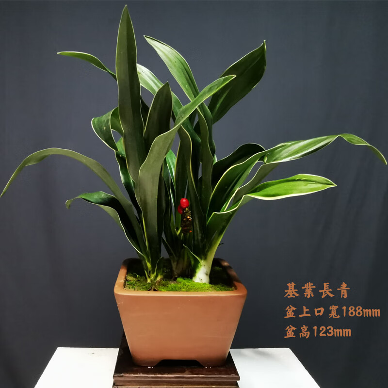 万年青四季常青喜庆结婚乔迁祝寿盆栽植物 金边万年青6株装 不含盆