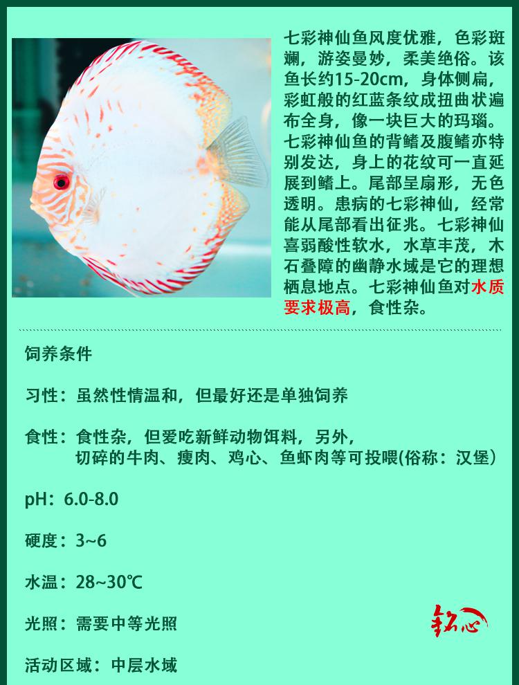 七彩神仙鱼品种图鉴图片