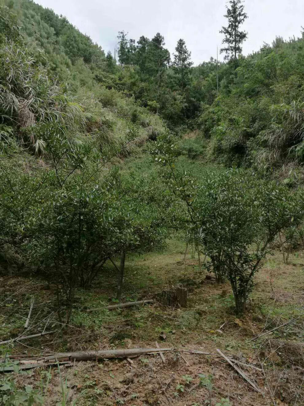 金豆苗盆景小苗豆苗山桔苗野山柑树苗长青金豆苗木苗圃直销5080厘米