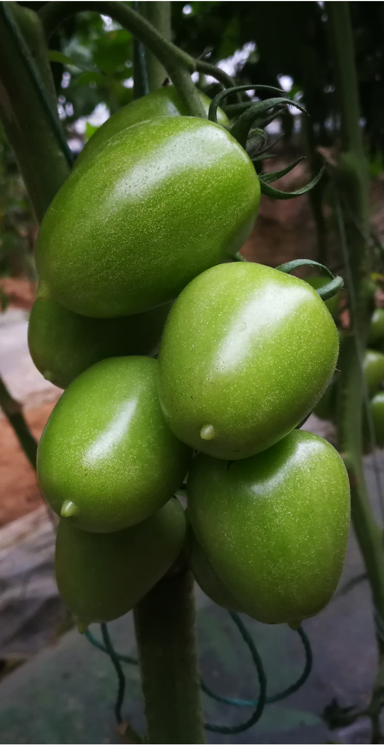 绿翡翠番茄种子超甜樱桃小番茄种籽孑圣女果苗春季四季盆栽阳台 超甜