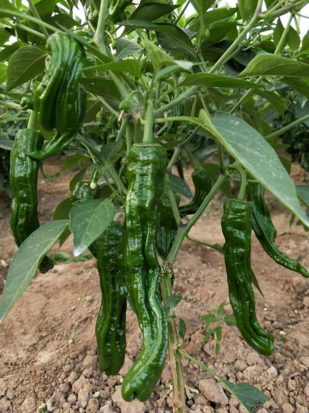 苏瑞赣辣八号干鲜皱皮椒薄皮椒种子四季大棚露天蔬菜辣椒种籽赣辣八号