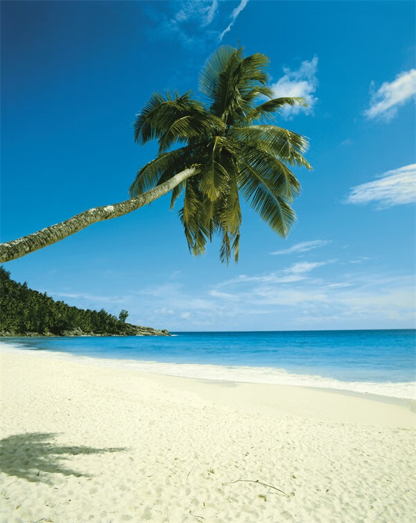 大海背景布 大海沙滩蓝天白云海边椰树风景主播拍视频段子直播背景布