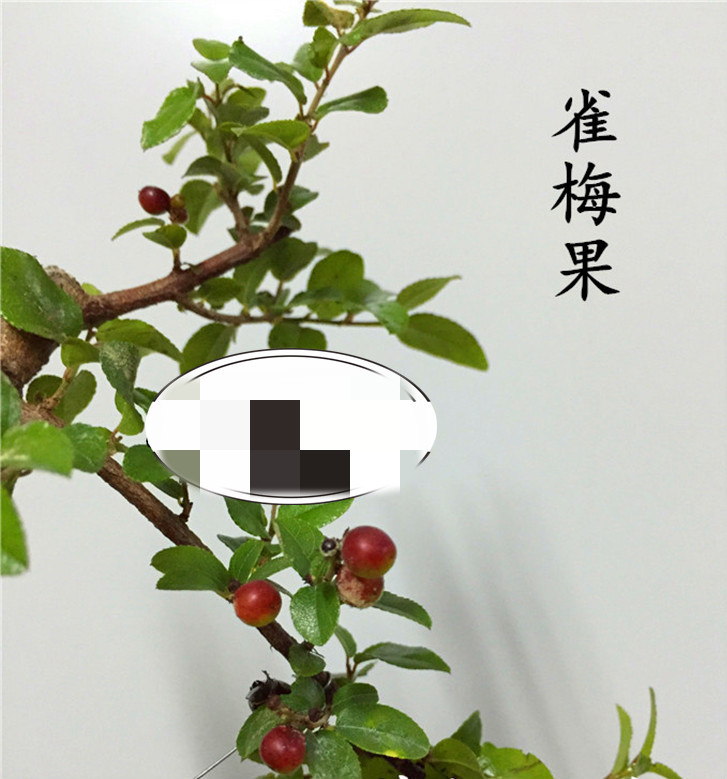 草庄拓赛雀梅盆景植物盆栽小叶榆树福建茶六月雪提根造型开花结果树桩