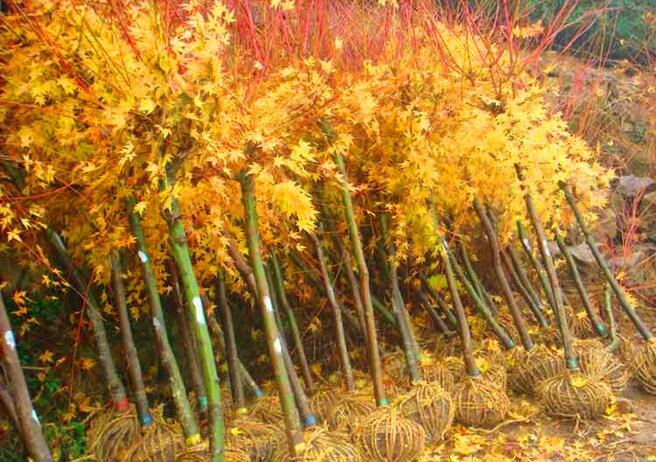 绿化树苗珊瑚阁赤枫红枫树苗黄金枫树苗红枫小苗树苗庭院枫树金叶赤枫