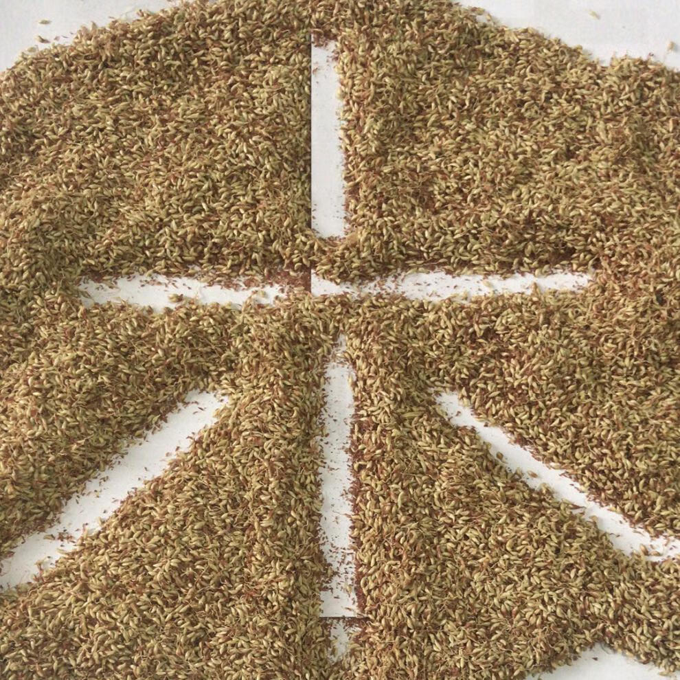 500g木莲籽木莲豆腐籽爱玉子冰粉籽手搓凉粉霹雳籽天然新籽保冷杯