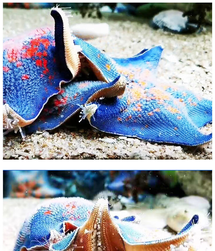 海星活宠物活体野生海水鱼缸迷你海洋生物观赏动物活的翻砂小海星朴彩