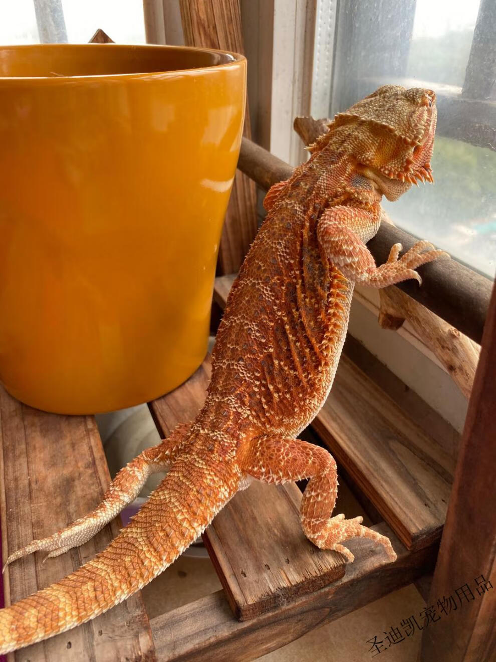 蜥蜴鬓鬃狮蜥蜴活体守宫宠物幼体蜥蜴新手幼体亚成大温顺红黄柑橘 超