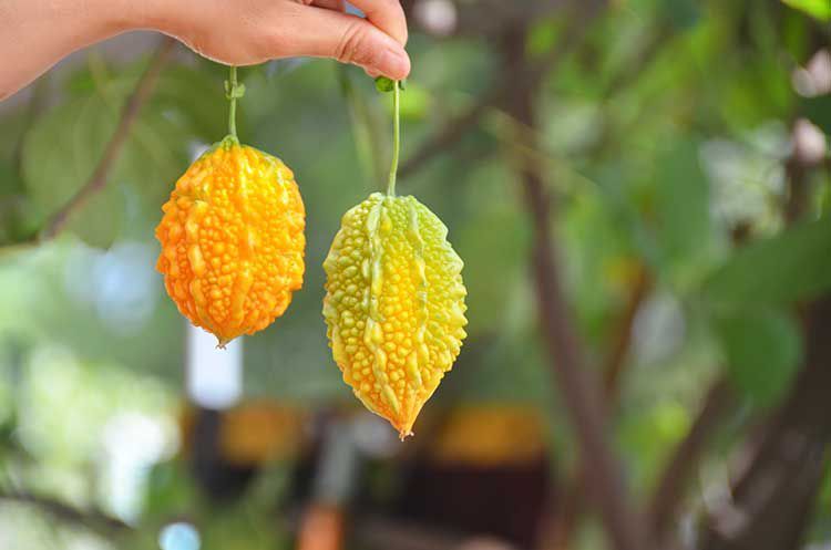 现货云南新鲜蔬菜水果小癞瓜赖葡萄金铃子黄金瓜甜心果小苦瓜35斤装3