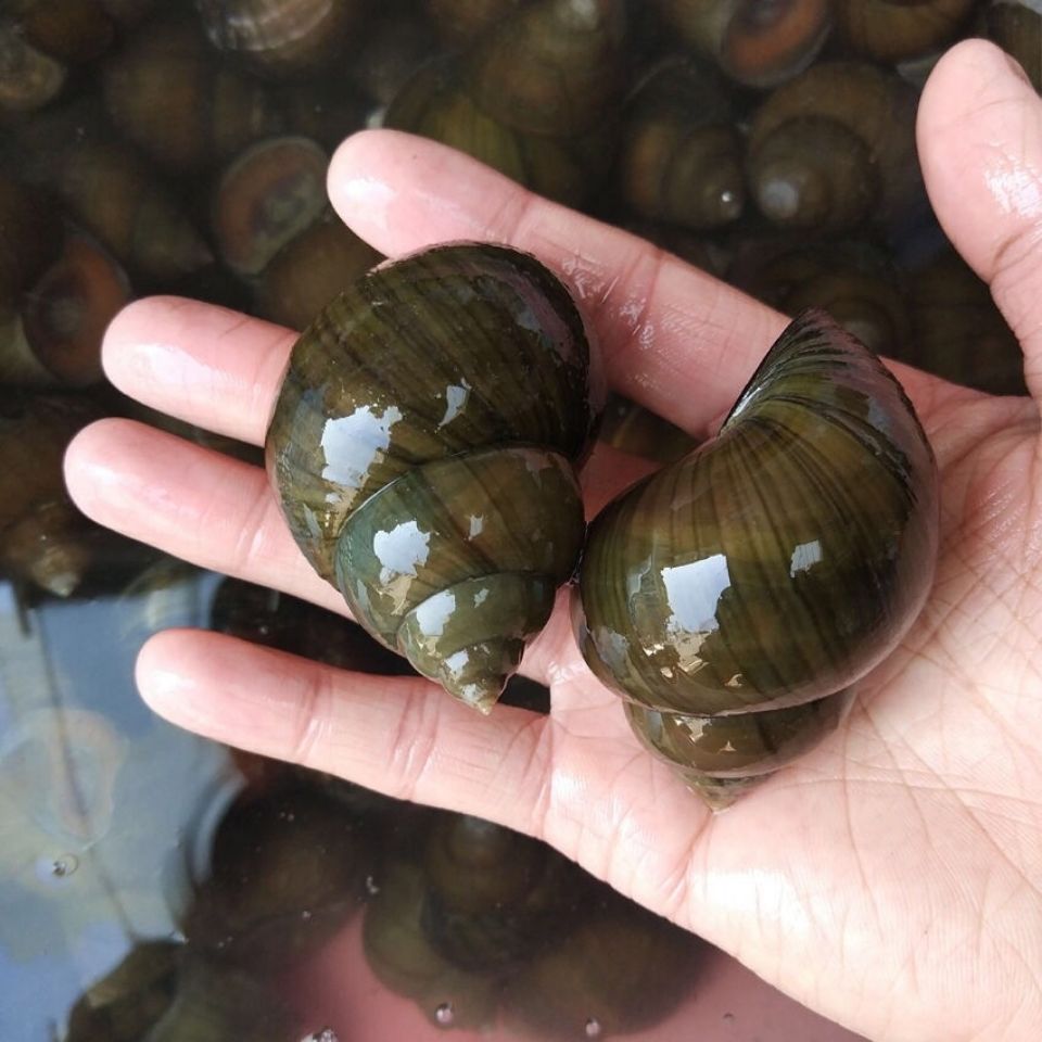 田螺鲜活新鲜大田螺鲜活超大活体田螺肉大号2斤