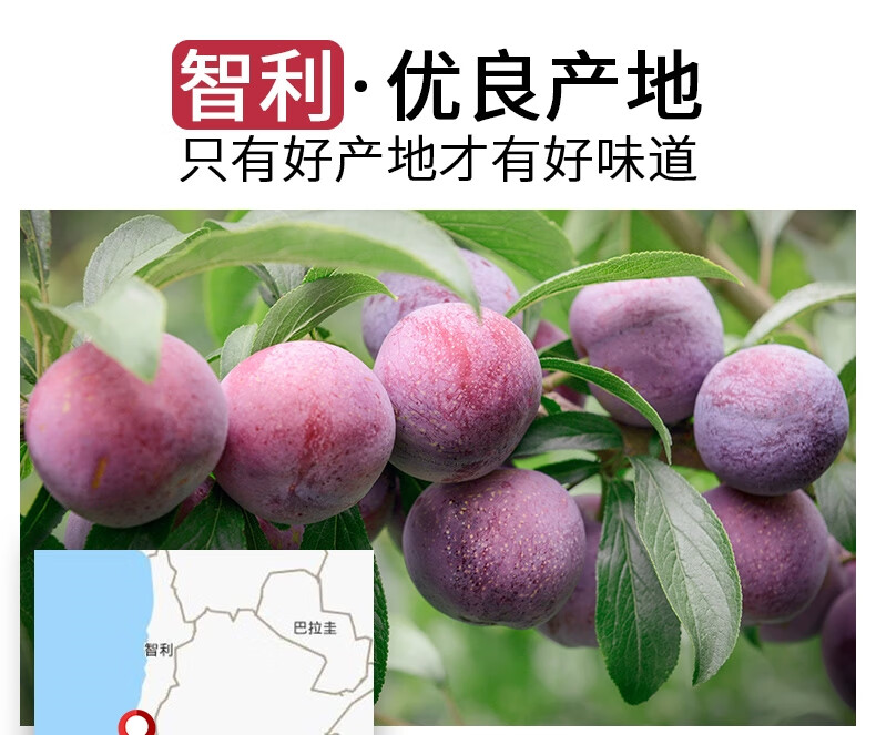 樱桃李子珠宝李红布林新鲜水果脆甜孕妇水果500g装特大果精选新鲜珠宝