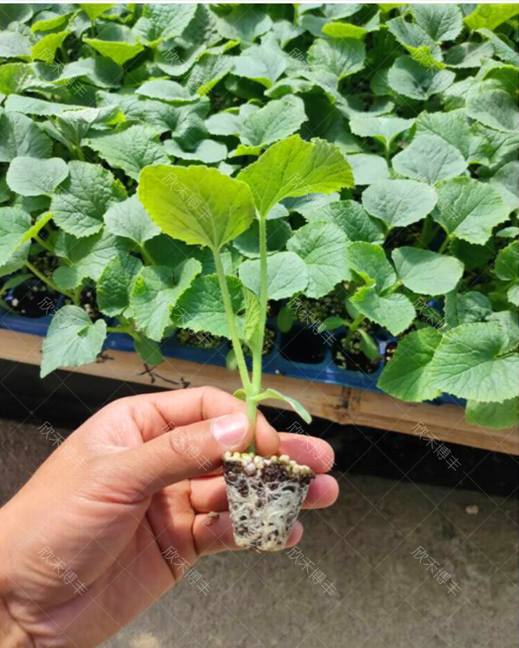 秋葵苗寿禾 黄秋葵种苗春季夏季耐热红秋葵秧苗秋葵苗子蔬菜绿秋葵水