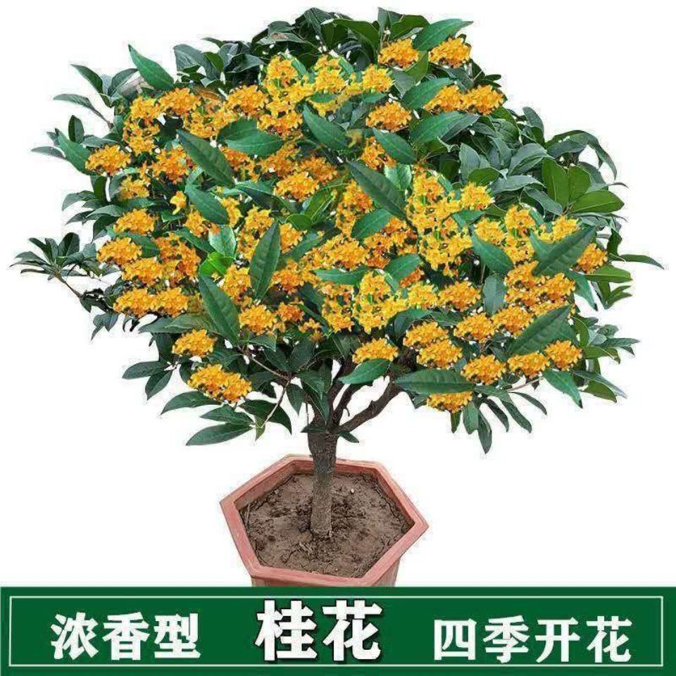 精品綠植桂花樹苗盆栽四季開花濃香型清香濃郁月桂金桂四季桂陽臺庭院