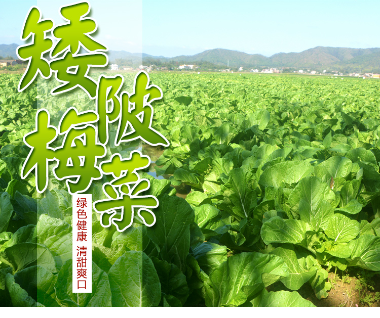 惠州梅菜干甜咸梅菜扣肉饼矮陂梅菜特产梅菜芯广东梅干菜菜干 400克*1